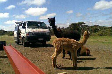 alpaca-001